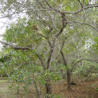Dodonaea viscosa (Dodonée visqueuse, Bois d'arnette)
