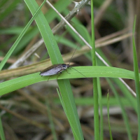 Ectobius lapponicus (Blatte lapone)