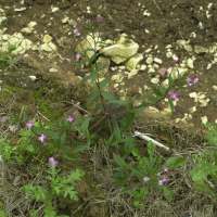 epilobium_parviflorum2md (Epilobium parviflorum)