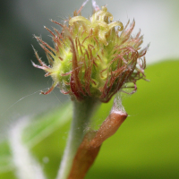 Fagus_sylvatica