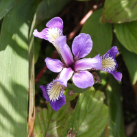 Iris versicolor (Iris versicolore)