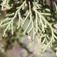 juniperus_thurifera4md