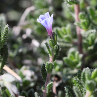 lithodora_hispidula2bd