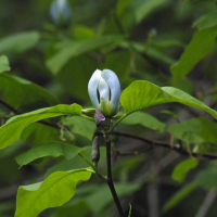Magnolia acuminata (Magnolia)