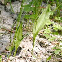 Ophioglossum vulgatum (Ophioglosse vulgaire)