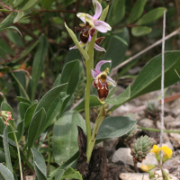 ophrys_scolopax3md