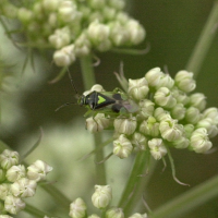 Orthops campestris (Punaise)