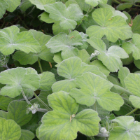 Pelargonium tomentosum (Géranium menthe, Pélargonium à odeur de menthe)