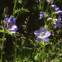 polemonium_caeruleum7md