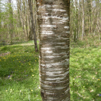 prunus_avium9md