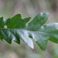 quercus_cerris4md