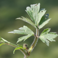 ranunculus_repens5md