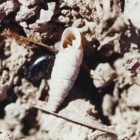 Solatopupa similis (Solatopupe)