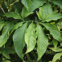 syngonium_podophyllum2md