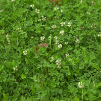 Trifolium repens (Trèfle blanc)