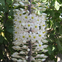 urginea_maritima6td (Charybdis maritima)