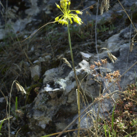 Allium flavum (Ail jaune)