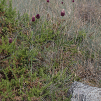 allium_sphaerocephalon4bd (Allium sphaerocephalon)