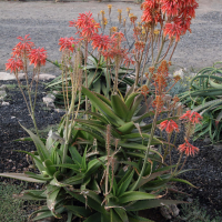 Aloe ferox (Aloès du Cap)