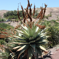 Aloe marlothii (Aloès de montagne)