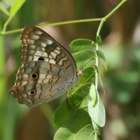 Anartia_jatrophae ssp. jatrophae (Anartia jatrophae ssp. jatrophae)