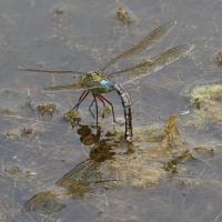 anax_imperator3bd (Anax imperator)