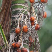 areca_catechu3bd (Areca catechu)