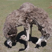 Struthio camelus (Autruche)
