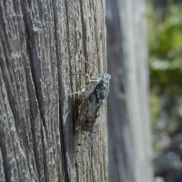 cicada_orni2md (Cicada orni)