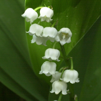 convallaria_maialis4md (Convallaria maialis)