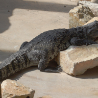 Crocodylus moreletti (Crocodile de Morelet, Crocodile de Pantano)