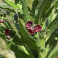 cynoglossum_officinale2md (Cynoglossum officinale)