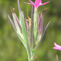 dianthus_armeria3md