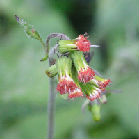 emilia_sonchifolia2md (Emilia sonchifolia)