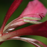 gladiolus_communis4bd