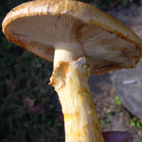 gymnopilus_spectabilis6md