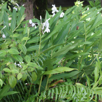 Hedychium coronarium (Hedychium, Longose blanc)