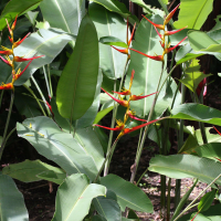 heliconia_farinosa2md