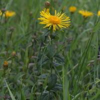 inula_salicina2md