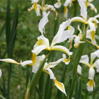 Iris orientalis (Iris des steppes)