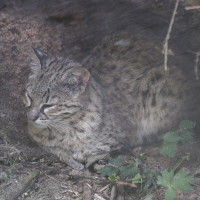 Leopardus geoffroyi (Chat de Geoffroy)