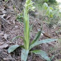 Orchis provincialis (Orchis de Provence)