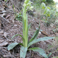 orchis_provincialis1bd