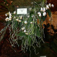 Phalaenopsis lobbii (Phalaenopsis)