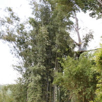 Phyllostachys bambusoides (Bambou géant)