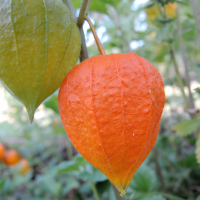 physalis_alkekengi4md