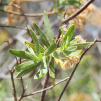 Pluchea grevei (Pluchea)