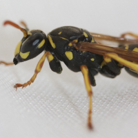 polistes_dominulus3md