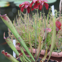 Sarracenia rubra ssp. gulfensis (Sarracène rouge)