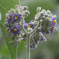 solanum_mauritianum2bd (Solanum mauritianum)